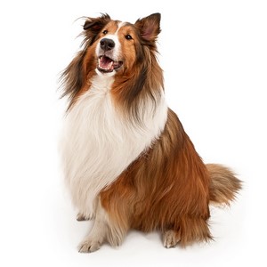 Are Shetland Sheepdog Safe With Kids