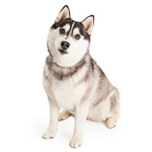 Siberian Huskys Good For Apartments