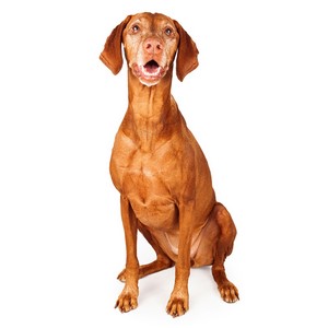 Vizsla Dog Traits