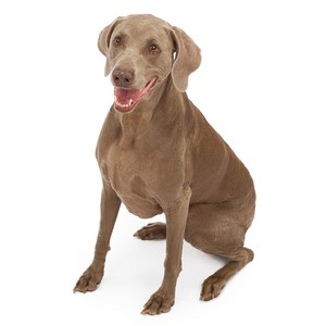 Do Weimaraner Dogs Get Along With Other Dogs