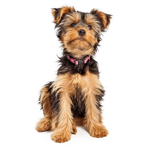 Yorkshire Terrier Dog Traits